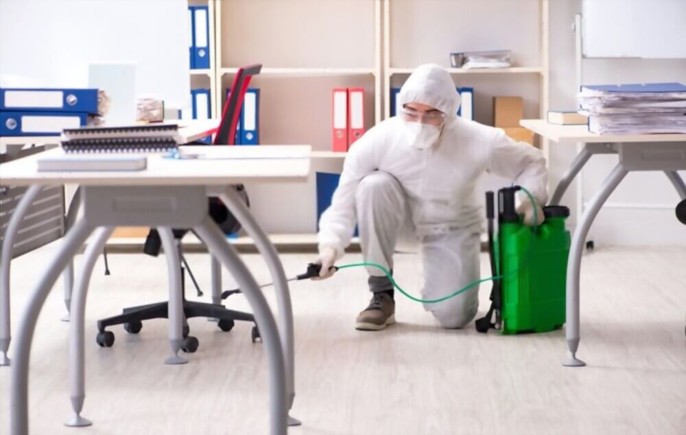 Why Pest Control is Important for Office